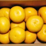 高知県土佐市,文旦,ふるさと納税